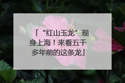 “红山玉龙”现身上海！来看五千多年前的这条龙