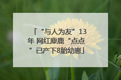 “与人为友”13年 网红麋鹿“点点”已产下8胎幼崽