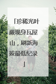 珍稀光叶蕨现身瓦屋山，刷新海拔最低纪录