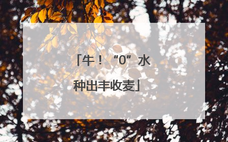 牛！“0”水种出丰收麦