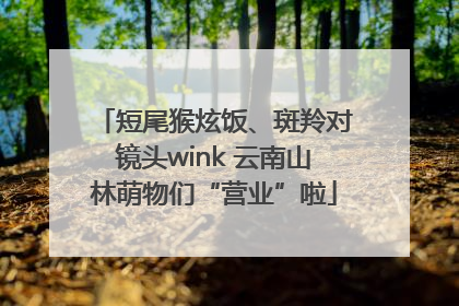短尾猴炫饭、斑羚对镜头wink 云南山林萌物们“营业”啦