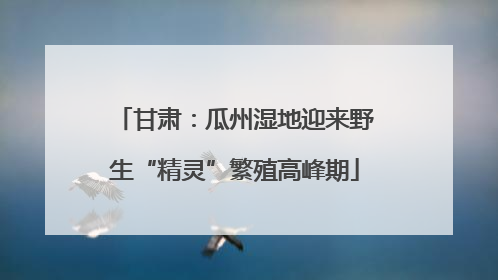 甘肃：瓜州湿地迎来野生“精灵”繁殖高峰期