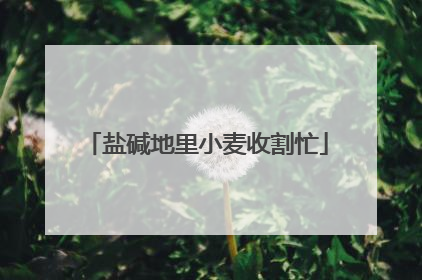 盐碱地里小麦收割忙