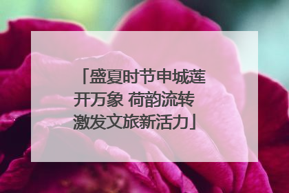 盛夏时节申城莲开万象 荷韵流转激发文旅新活力