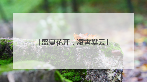 盛夏花开，凌霄攀云