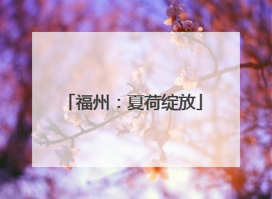 福州：夏荷绽放