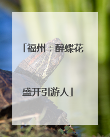 福州：醉蝶花盛开引游人