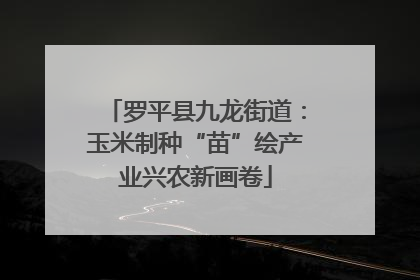 罗平县九龙街道：玉米制种“苗”绘产业兴农新画卷