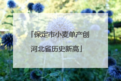 保定市小麦单产创河北省历史新高