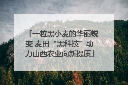 一粒黑小麦的华丽蜕变 麦田“黑科技”助力山西农业向新提质