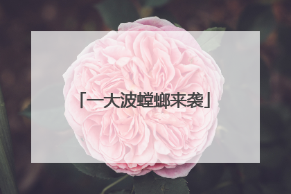 一大波螳螂来袭