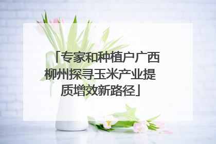 专家和种植户广西柳州探寻玉米产业提质增效新路径