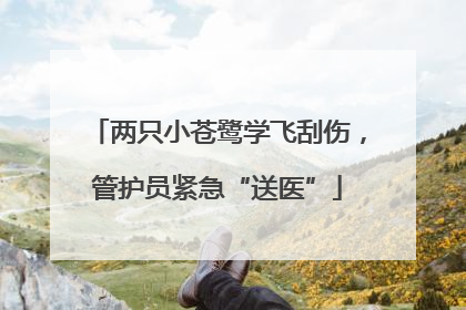 两只小苍鹭学飞刮伤，管护员紧急“送医”