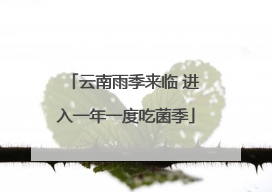 云南雨季来临 进入一年一度吃菌季