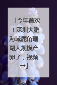 今年首次！深圳大鹏海域鹿角珊瑚大规模产卵了，视频→