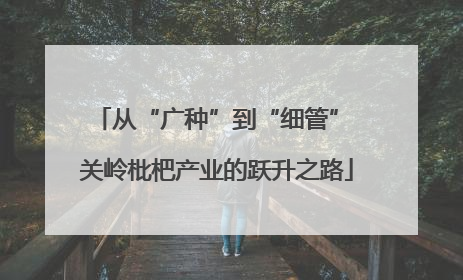 从“广种”到“细管” 关岭枇杷产业的跃升之路