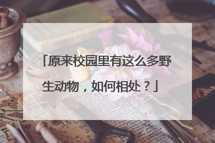 原来校园里有这么多野生动物，如何相处？
