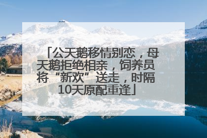 公天鹅移情别恋，母天鹅拒绝相亲，饲养员将“新欢”送走，时隔10天原配重逢