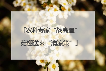 农科专家“战高温” 菇棚送来“清凉策”