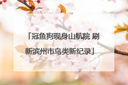 冠鱼狗现身山航院 刷新滨州市鸟类新纪录