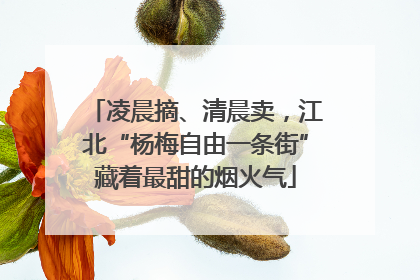凌晨摘、清晨卖，江北“杨梅自由一条街”藏着最甜的烟火气