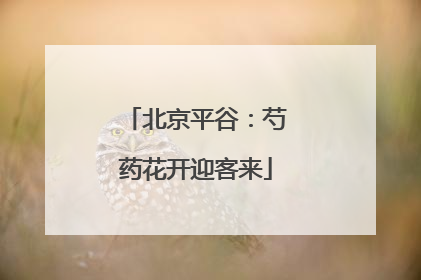 北京平谷：芍药花开迎客来