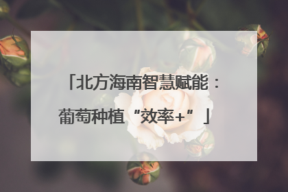 北方海南智慧赋能：葡萄种植“效率+”