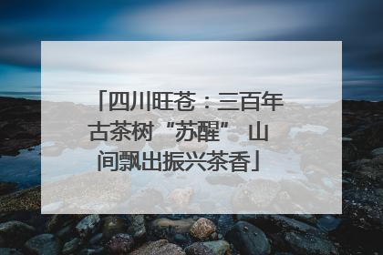 四川旺苍：三百年古茶树“苏醒” 山间飘出振兴茶香