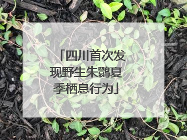 四川首次发现野生朱鹮夏季栖息行为