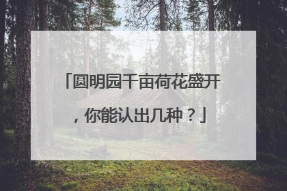 圆明园千亩荷花盛开，你能认出几种？