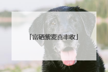富硒紫麦喜丰收