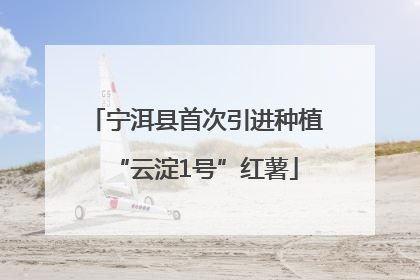 宁洱县首次引进种植“云淀1号”红薯