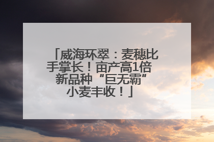 威海环翠：麦穗比手掌长！亩产高1倍 新品种“巨无霸”小麦丰收！