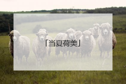 当夏荷美