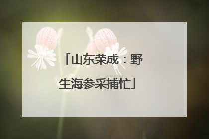 山东荣成：野生海参采捕忙