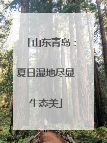 山东青岛：夏日湿地尽显生态美