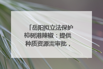 岳阳拟立法保护樟树港辣椒：提供种质资源需审批，违规最高罚5万
