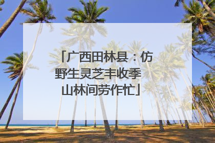 广西田林县：仿野生灵芝丰收季 山林间劳作忙