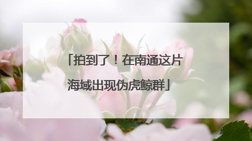 拍到了！在南通这片海域出现伪虎鲸群