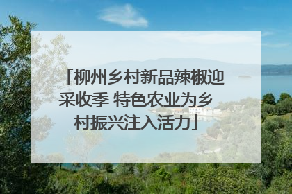 柳州乡村新品辣椒迎采收季 特色农业为乡村振兴注入活力