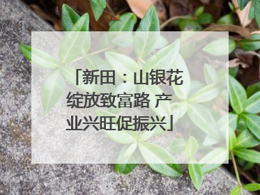 新田：山银花绽放致富路 产业兴旺促振兴
