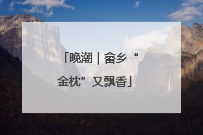 晚潮｜畲乡“金枕”又飘香
