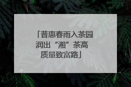 普惠春雨入茶园 润出“湘”茶高质量致富路