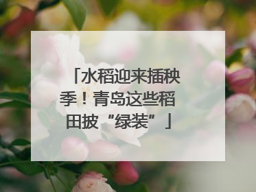 水稻迎来插秧季！青岛这些稻田披“绿装”