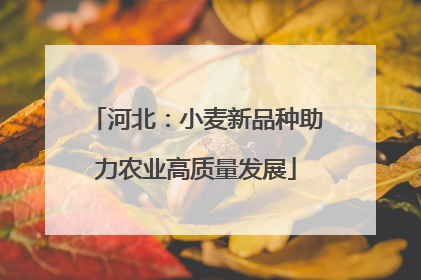 河北：小麦新品种助力农业高质量发展