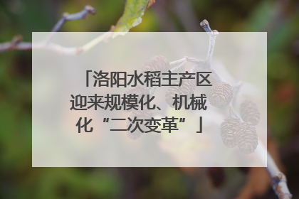 洛阳水稻主产区迎来规模化、机械化“二次变革”
