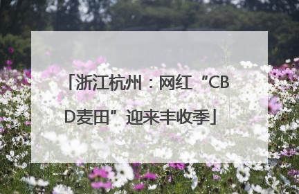 浙江杭州：网红“CBD麦田”迎来丰收季