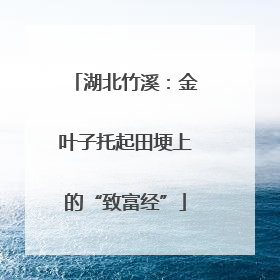 湖北竹溪：金叶子托起田埂上的“致富经”