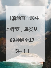 滇池晋宁段生态蝶变，鸟类从89种增至175种！