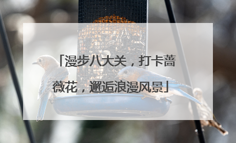 漫步八大关，打卡蔷薇花，邂逅浪漫风景